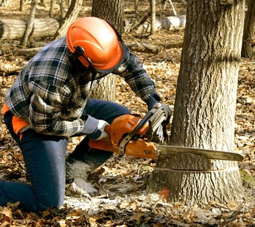Tree Removal in Branford, FL